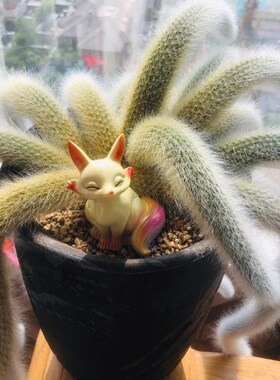 带土球九尾d狐5-8公分 开红色花 花期长 毛毛冲九尾 一单包邮