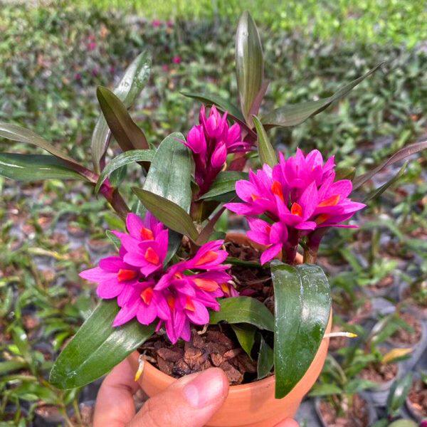 姬美石斛水莲石斛花期长花深红色带简易盆发货石斛兰花