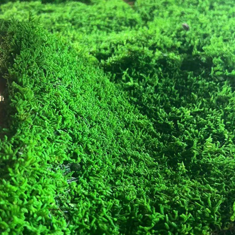 永生苔枯山软水干景装苔藓墙色染青苔沙盘苔藓青基地