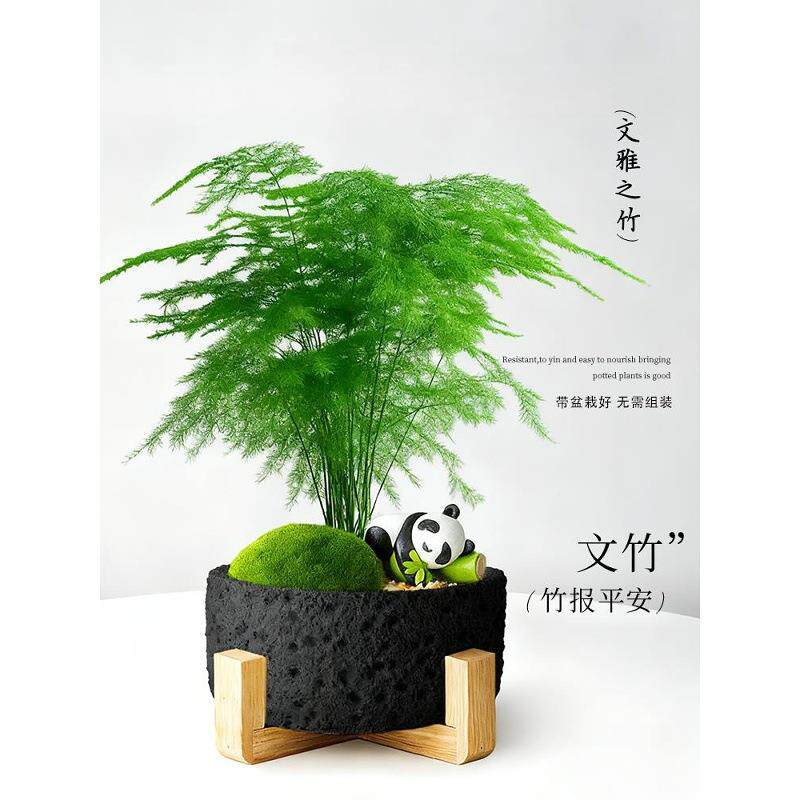 文竹盆栽内景小盆观音室竹高档四季植物绿植生小苗桌89324274面精