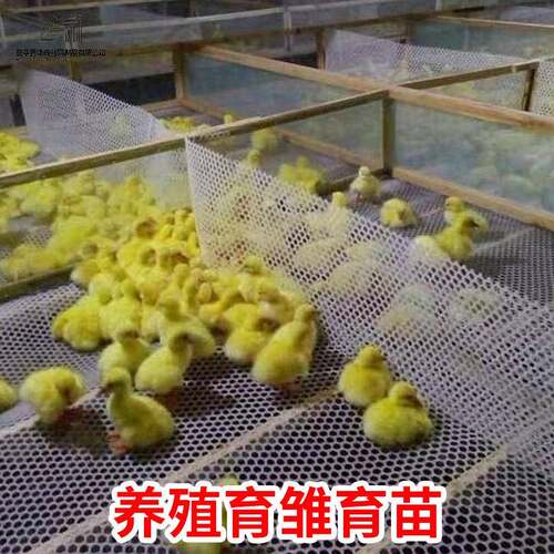 养殖围栏离网隔网鸡养鸭鹅网养羊漏粪网养殖育雏网PXH塑料格片塑