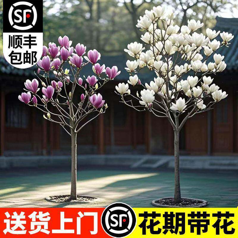 玉兰花树苗花红白紫QVN广玉兰苞室庭院带四季花卉盆栽绿化外耐寒