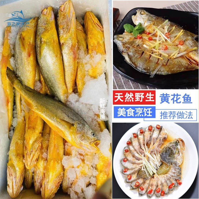 新鲜大黄花鱼 鲜活大黄鱼鱼 广东海鲜南海水产深海鱼清蒸鱼黄瓜鱼