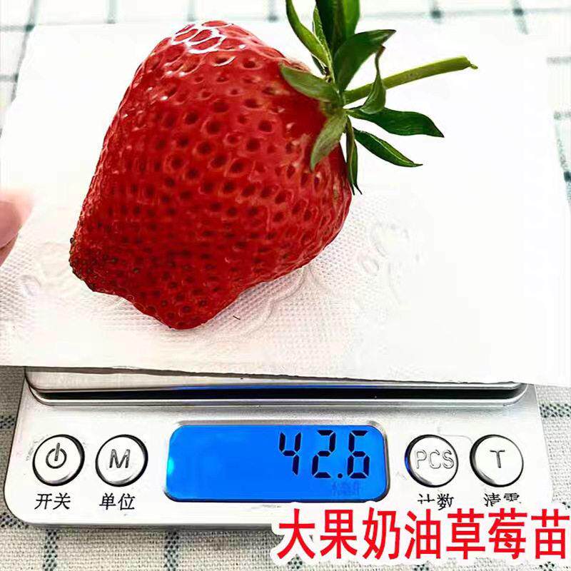 四季大果油草莓苗冬季盆栽甜章姬奶草奶莓苗草莓苗年当结果草牛莓