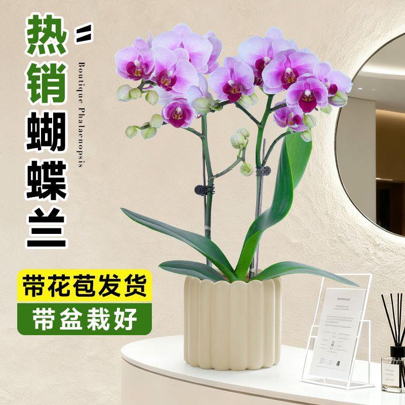 蝴蝶兰带花苞盆栽室内植