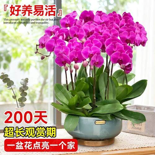 蝴蝶兰带花盆栽特大号苞