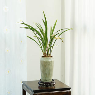 小桃红兰花e国兰建兰四季兰浓香金边好养名贵植物办公室书房茶室