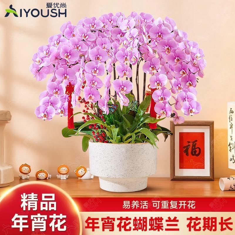 鲜花特级蝴蝶兰盆栽带大