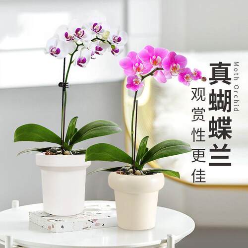 蝴蝶兰盆栽客厅花卉节日