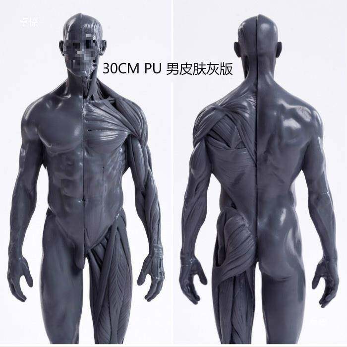 人体内脏结构模型学生绘画临摹人体雕塑CG参考模型静物体肌肉美术