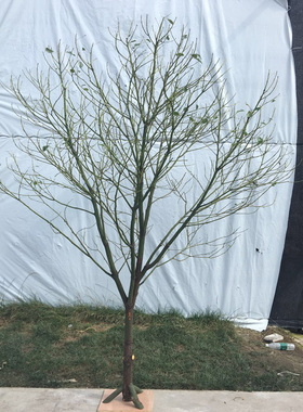 干树枝干枝白色树干许愿树橱窗枯树杆仿真婚庆路引Y树枝装饰摆件