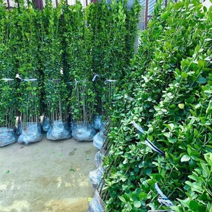 围栏墙篱笆植物大小叶北海道黄杨冬发国青苗四季常绿化庭院树耐寒
