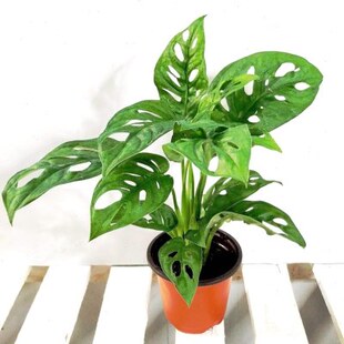 仙洞龟背竹米歇尔多孔爬藤室内喜阴绿色植物水培吸甲醛净化空气