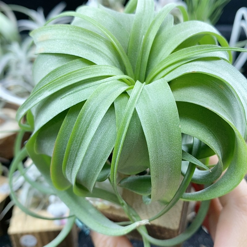 空气凤梨无土植物艾瑞克受欢迎卷叶类品种空U气铁兰绿植包邮