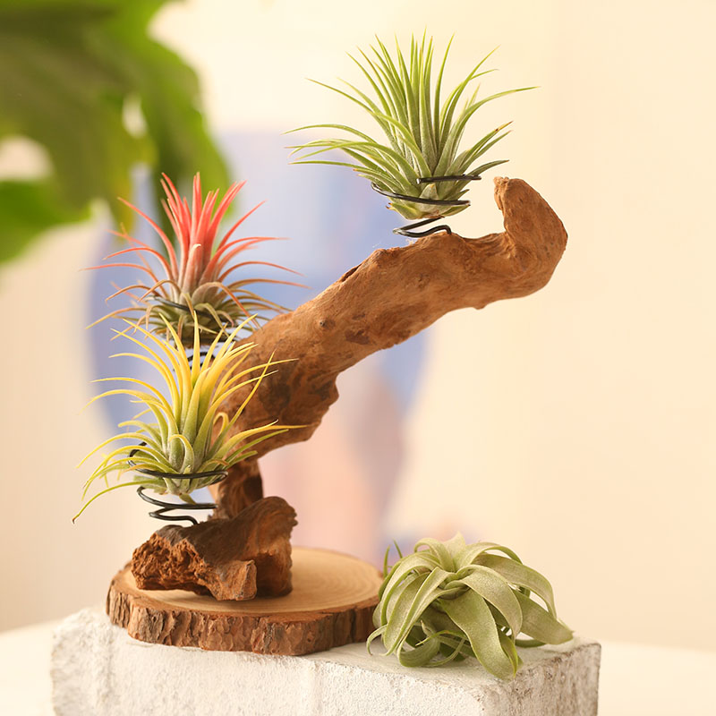 空气凤梨支架花架n树根根雕造景沉木装饰手工制作一物一拍