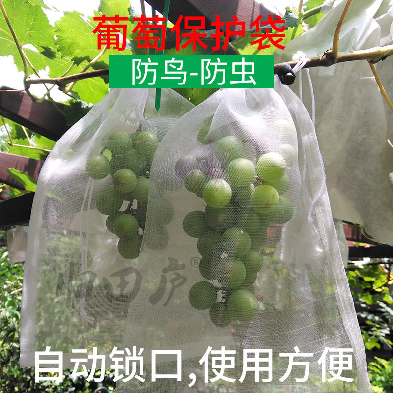 葡萄套袋防鸟防虫专用袋楼顶庭院葡萄袋子透光透气尼龙网袋绳扣款,鲜花速递/花卉仿真/绿植园艺,其它园艺用品,淘宝优惠券,粉丝福利购,淘宝优惠卷