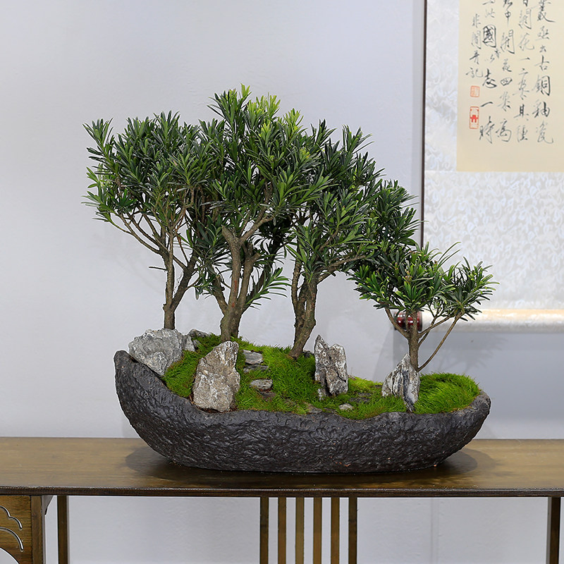 大型雀舌罗汉松盆景造型老桩植物室内客厅办公室盆栽阳台绿植好养,鲜花速递/花卉仿真/绿植园艺,绿植,淘宝优惠券,粉丝福利购,淘宝优惠卷