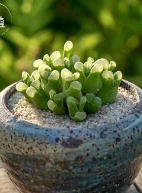 【4.17优惠活动】171~175景植多肉小红嘴1380b风铃毛汉尼阳台