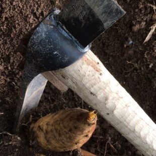 多功能挖笋专用锄头挖冬笋神器春笋家用种菜耕地农用开荒老式锄头