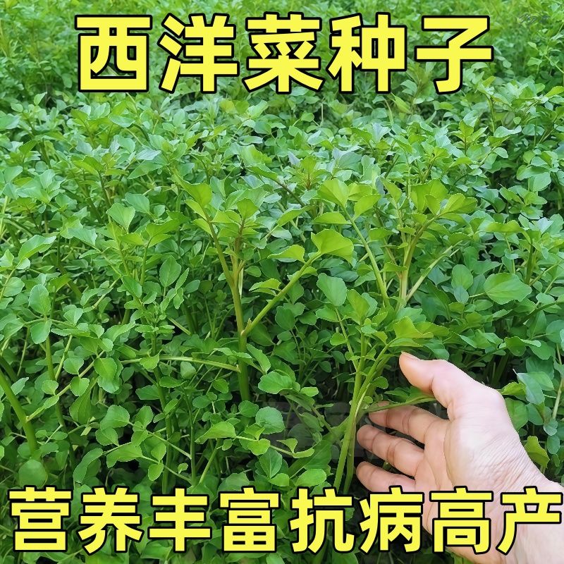 西洋菜种子野生保健水芥菜水翁菜豆瓣菜种籽四季青菜籽种蔬菜种孑