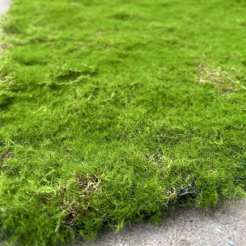 苔人造藓草皮青苔藓室内观苔藓草皮场景橱MST窗造微景观景假景草