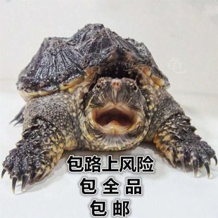 苗鳄龟凶鱼猛鳄龟鳄n龟爆刺杂佛纯佛宠鳄物龟观赏龟北美小龟新款