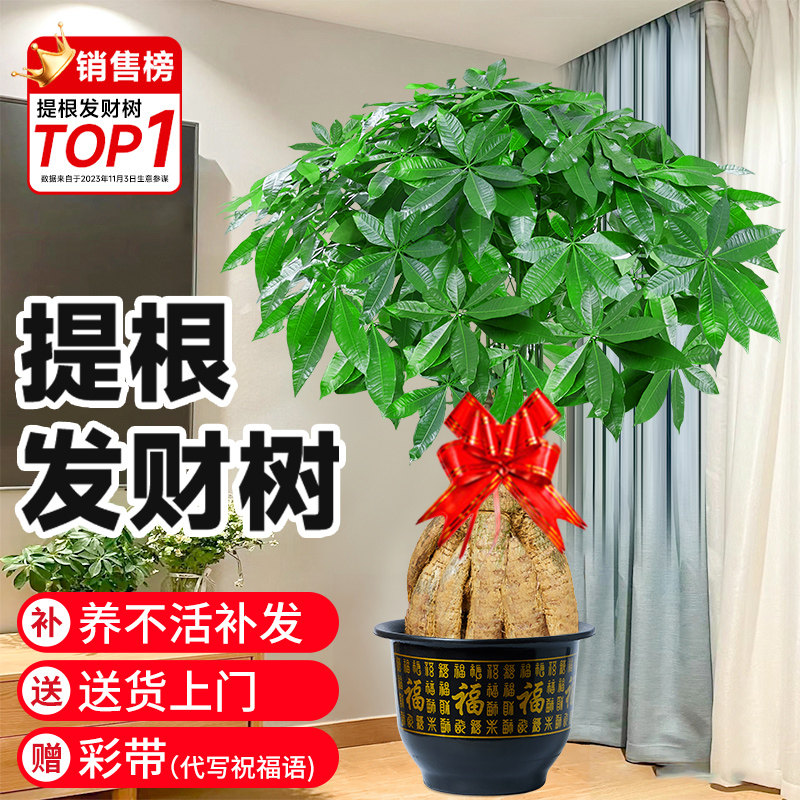 提根发财树客厅盆栽大棵招财树室内大型绿植物落地办公室开业送礼
