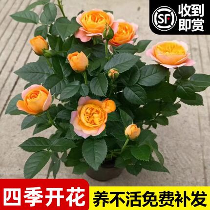 玫瑰花盆栽四季开花带特大花苞花卉绿植物月季蔷薇室内外庭院阳台
