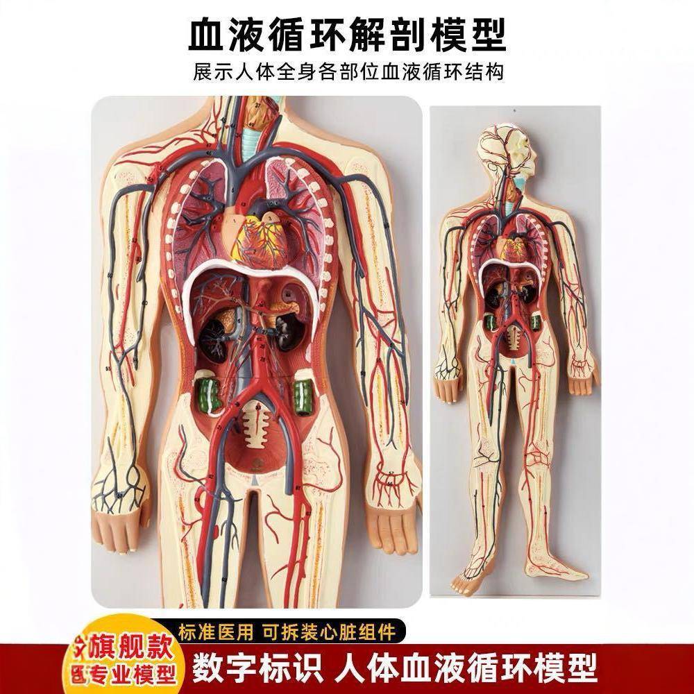 人体血679液环系统模用型心脏内脏血管器官解剖模医院学校型循教