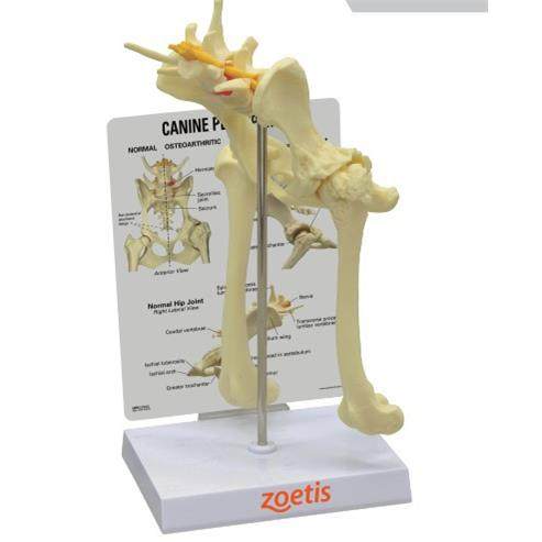 狗狗膝关关节髋关38946节肘狗节,文具电教/文化用品/商务用品,教学标本/模型,淘宝优惠券,粉丝福利购,淘宝优惠卷