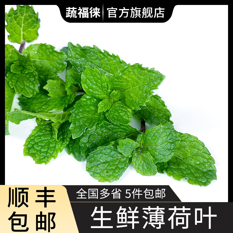 新鲜薄荷叶 食用薄荷烘焙调酒茶饮装饰用莫吉托香料 5件顺丰包邮
