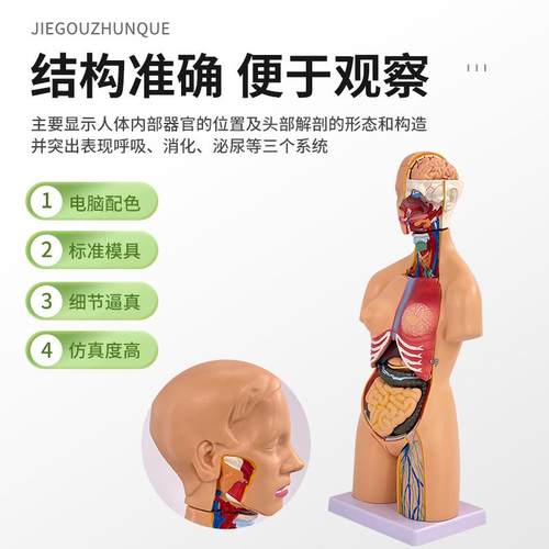 55CM两性躯带内解剖模型可拆内为分21772件人体脏脏干解剖躯干模