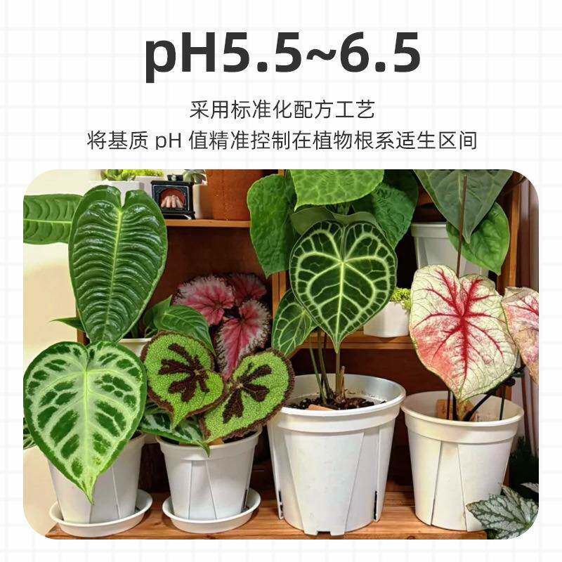 天花南科天堂鸟D16龟丰背竹海芋彩叶芋烛热植9合一营养土有星机质