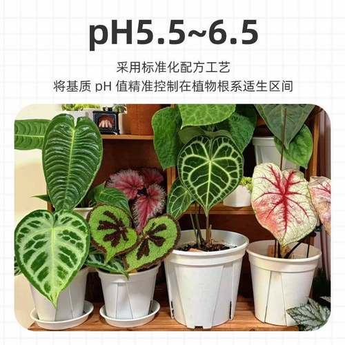 天花南科天堂鸟D16龟丰背竹海芋彩叶芋烛热植9合一营养土有星机质