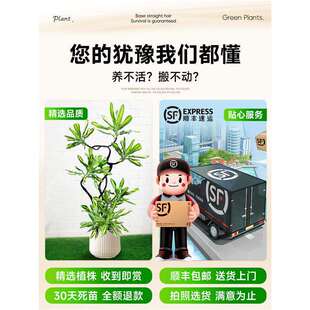 大型绿植金心螺纹铁植物盆栽客厅办公室内铁树四季好养花卉真植物