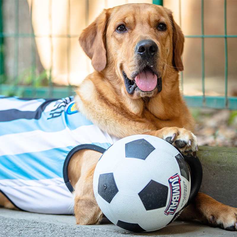 GiGwi贵为健宝球大型犬篮球耐咬球金毛拉布拉多阿拉斯加宠物篮球