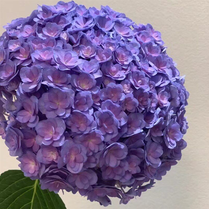 昆明基地直发大花节日用花商拿花现采鲜切花绣球花水养插花