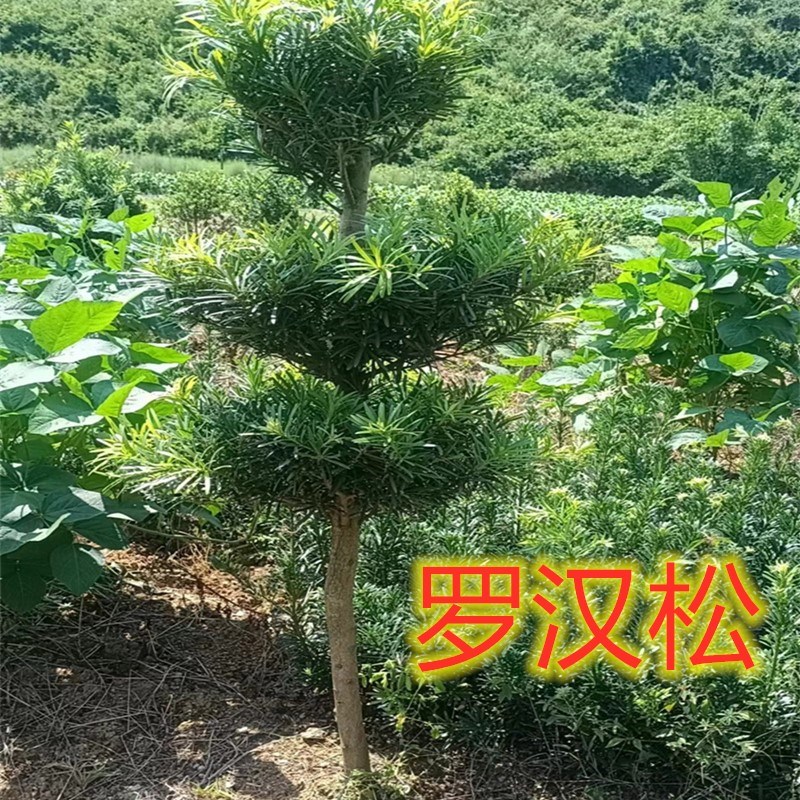 雀舌罗汉松金丝绒l贵妃单层球三层球造型树大叶小叶带土球发货现