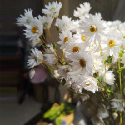鲁丹鸟罗丹斯小蜡菊雏菊洋甘菊风干花自然真花束家居网红装饰摆件