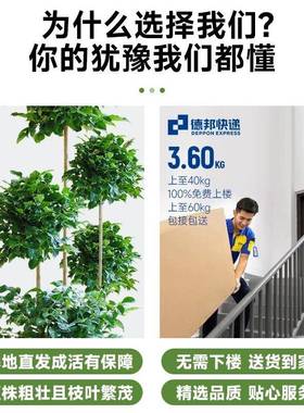 hhn76187幸树客厅盆栽室大型植办公室好养盆景发财绿树新福房除甲