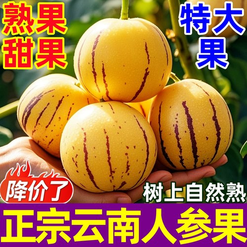 新鲜云南人参果清甜爽口多汁