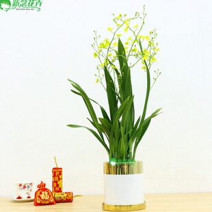 新念 跳舞兰盆栽带花四季开花绿植客厅阳台庭院文心兰梦香兰花卉