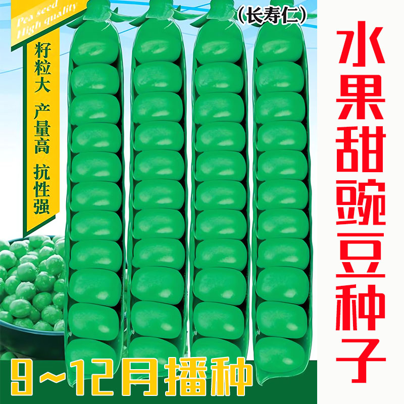 甜脆水果豌豆种子长寿仁菜豌豆籽