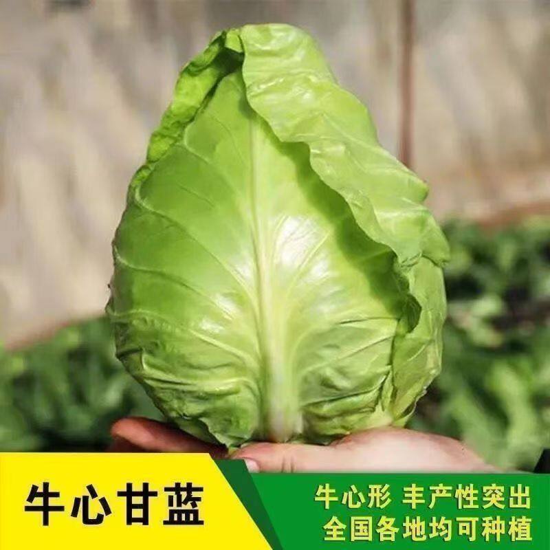 水果牛心甘蓝种子包心菜卷心菜种蔬菜种子/种苗