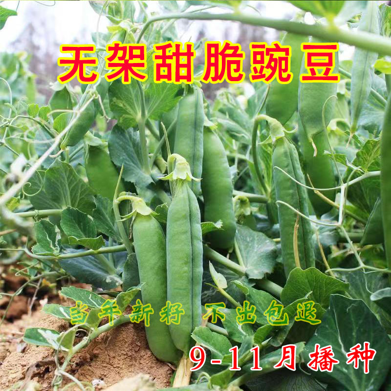 高产无架豌豆种子早熟甜豌豆