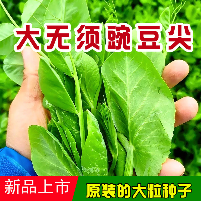 无须豌豆尖种子豌豆苗种子耐寒荷兰豆芽苗菜蔬菜种子农用物资批发
