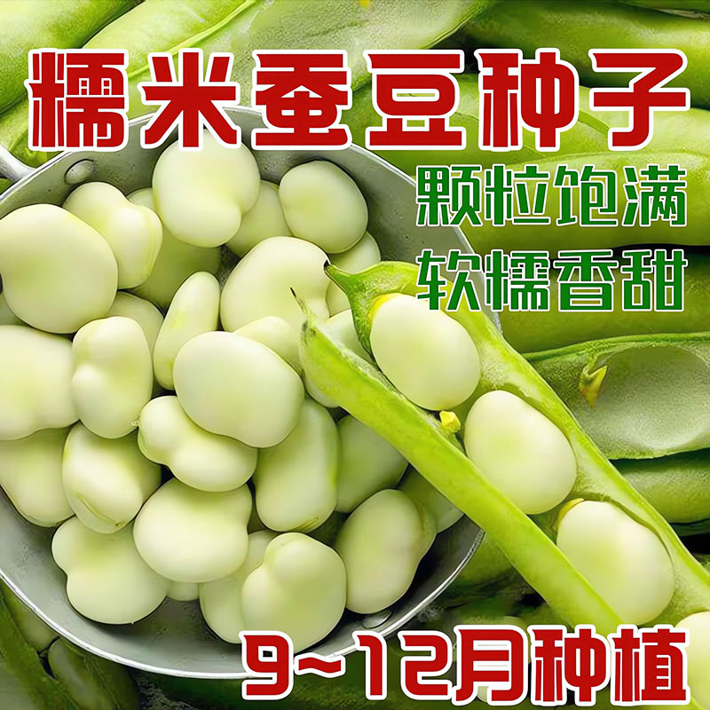 糯米白蚕豆种子七星蚕豆原装