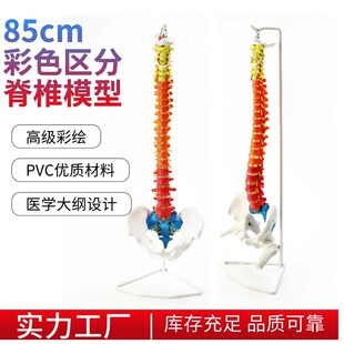 85cm 彩色脊椎带骨盆股骨 胸骨区分 自然大人体脊椎带骨盆模型