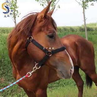 马笼头绳子马术用品马笼套大小矮马龙头马具型头套配件全套全