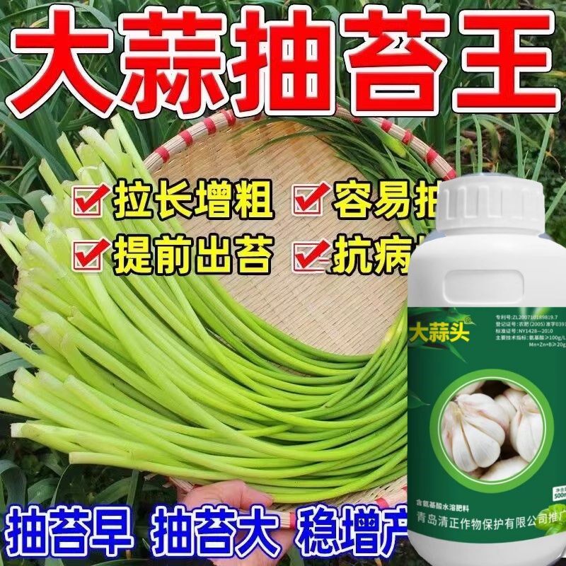 大蒜头猛长大蒜蒜苗专用肥叶绿杆壮不干尖茎长增产增收蒜头大